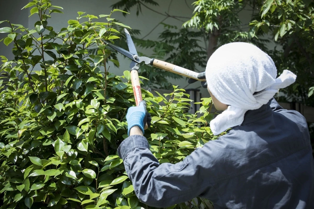 作業する植木職人