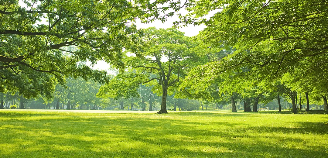 自然の美を楽しむ庭木の管理と剪定をお任せください