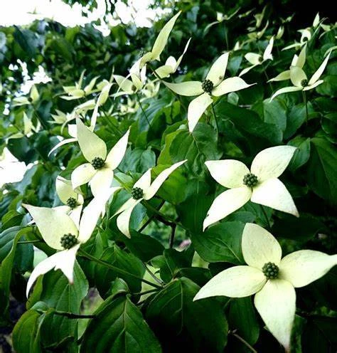 4. お庭の美しさを引き立てる剪定技術