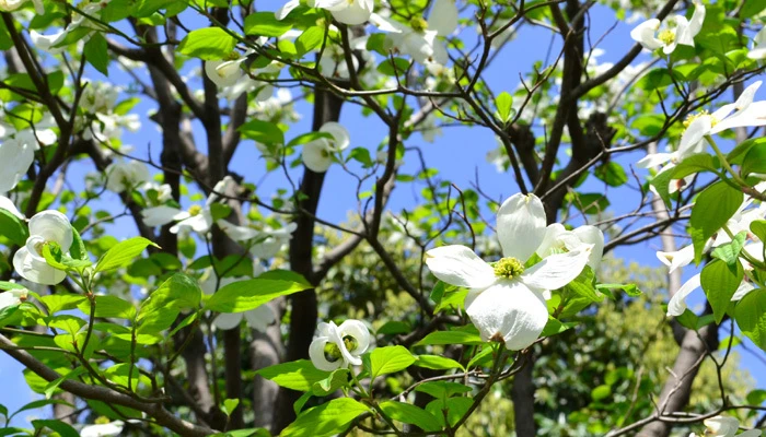 川崎剪定サービス